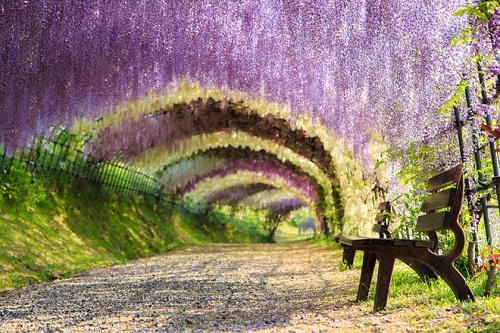 Vous pouvez trouver ce magnifique paysage au jardin Kawachi Fuji